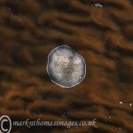 Sea mat bryozoan