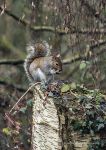 Grey squirrel