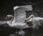 Mute swans