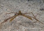Long=legged spider crab 1