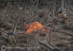 Red Cushion Star & Brittlestars