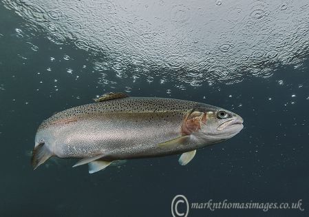 RAINbow Trout