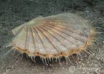 King scallop