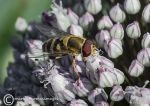 Hoverfly