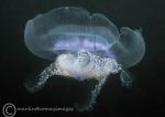 Moon jelly