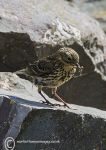 pipit