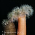 Plumose anemones