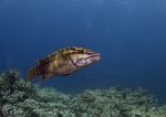 Mexican Hogfish