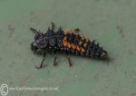 Harlequin ladybird larva