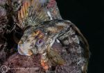 Tompot Blenny