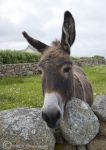 donkey