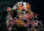 Organ Pipe Fanworms