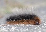 garden tiger moth caterpillar