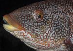 Ballan wrasse