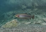 Trout in Shallows