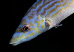 Cuckoo wrasse