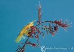 Amphipod on seaweed 2