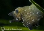 sea hare