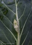 Chrysalis - large cabbage white butterfly