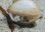 Goby in clam shell