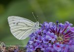 Green-veined white