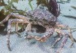 Spiny spider crab