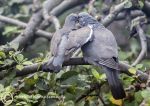 Pigeon - fledgling & adult