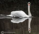 Mute swan