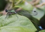 Blue-tailed damselfly