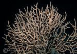 Pink sea fan