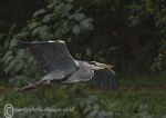Grey Heron in flight 4