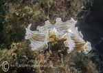 Candy-striped flatworm