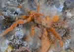 sponge spider crab