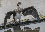 Cormorant