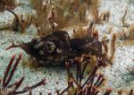 Sea hare