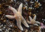 Starfish duo