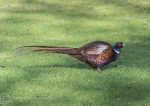 Pheasant - bred for shooting