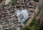 Grey squirrel, leucism