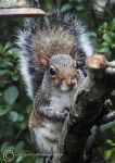 Grey squirrel