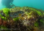 Streamstown Bay - wrasse