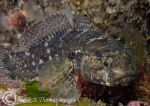 Black goby - Aughrus