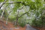 Forest road