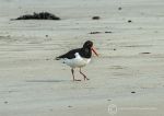 Oystercatcher