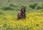 Finbar & buttercups 2