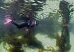 Streamstown Bay - snorkelling