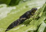 Emperor Dragonfly Nymph