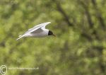 Black-Headed Gull