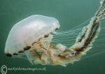 Compass jellyfish