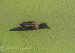 Mallard on green