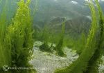 Seaweed Path